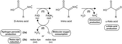 Assays of D-Amino Acid Oxidase Activity